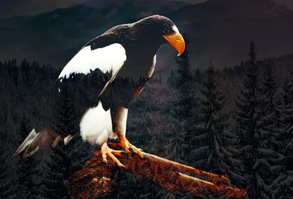 bald eagle bird standing  on a wooden branch thumbnail