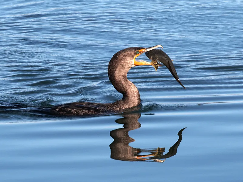 A Cormorant catching a fish in its beak | Smithsonian Photo Contest ...