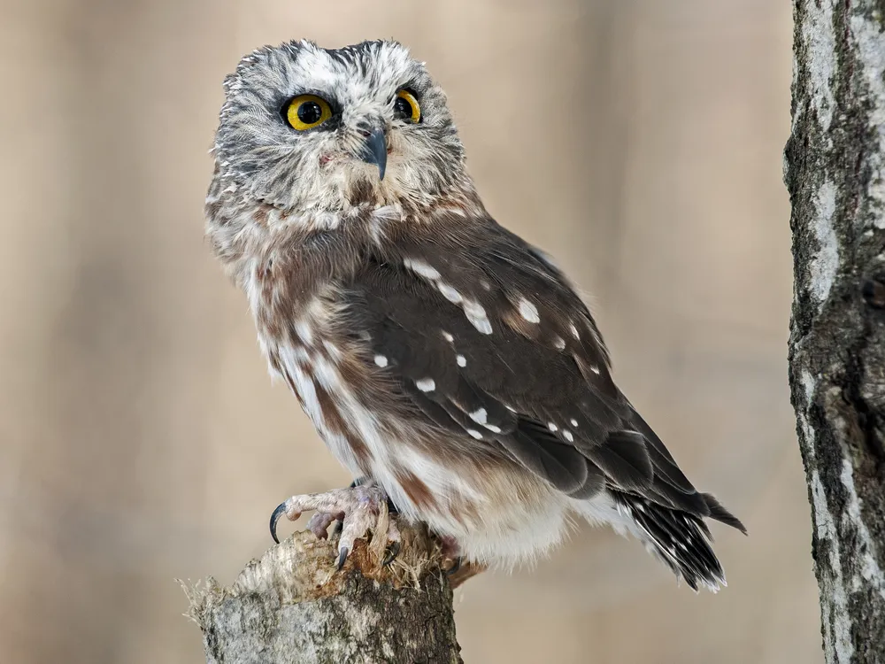Northern saw-whet owl