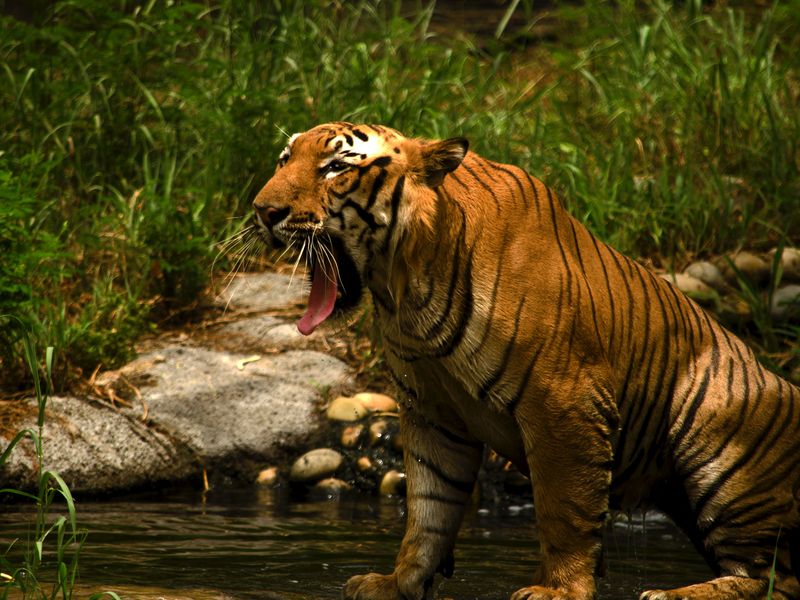 camp lanoche tiger growl