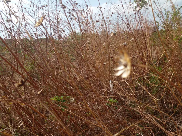 Dead flowers thumbnail