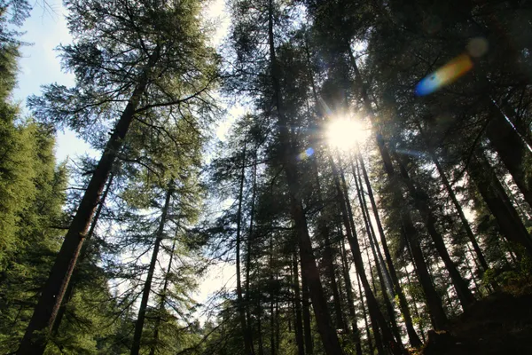 Morning in the Himalayan forest thumbnail