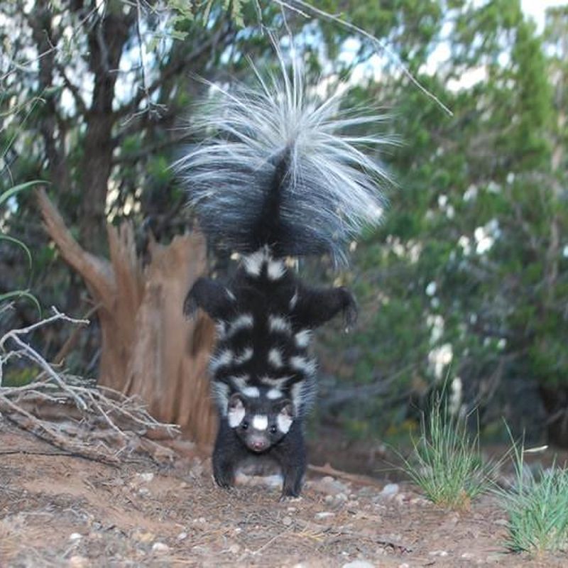 Scientists Identify Seven Species of Spotted Skunks, and They All