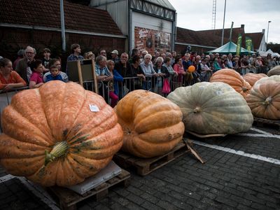 Giant pumpkins wait in line for their weigh-in at a 2014 competition in Kasterlee, Belgium.