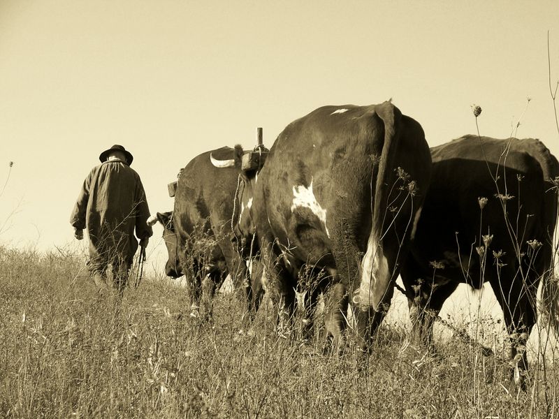 A team of oxen trudge up a hill with their teamster at a ...