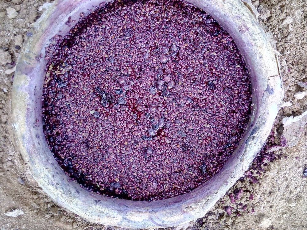 Unearthing a karas (large storage vessel, amphorae) at Trinity Canyon Vineyards. (My Armenia Program
)