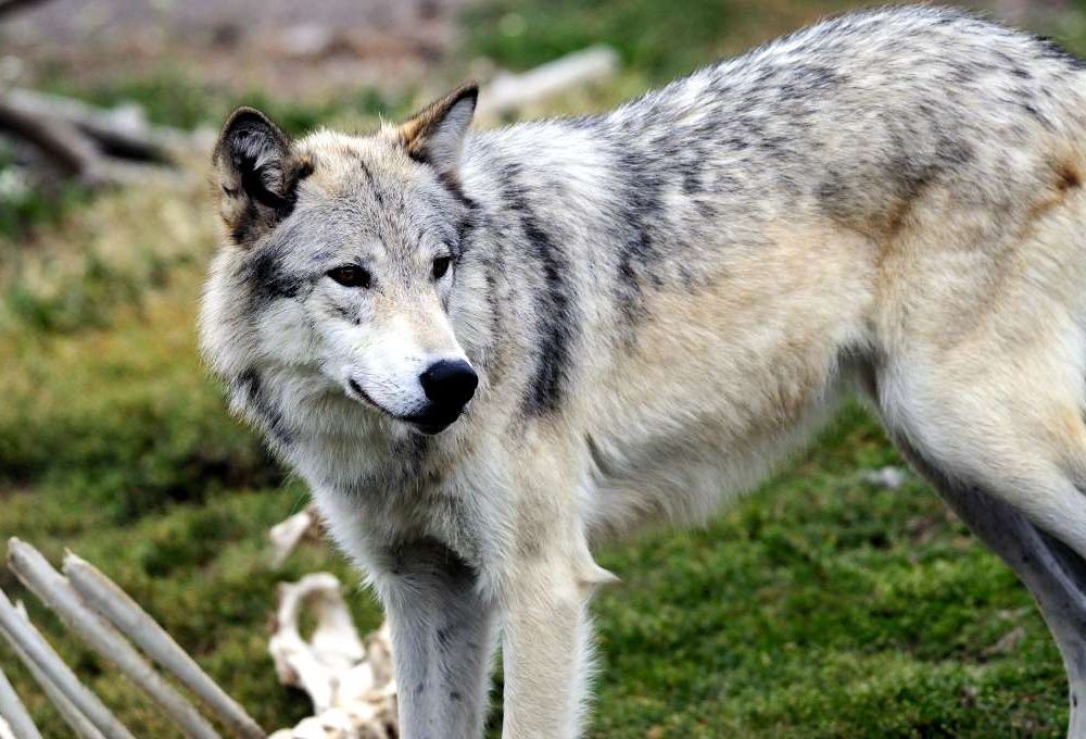 Gray Wolf Yellowstone