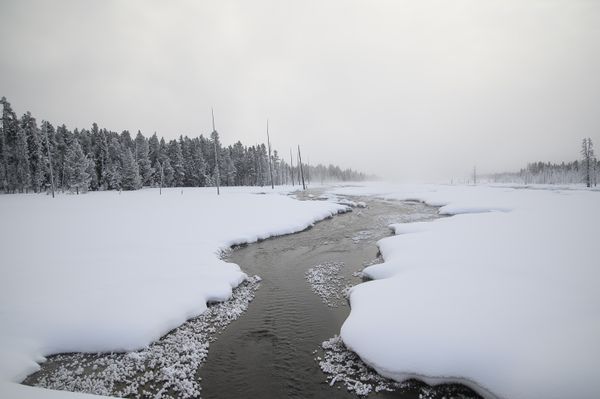 A stream in a snowy landscape in Yellowstone National Park thumbnail