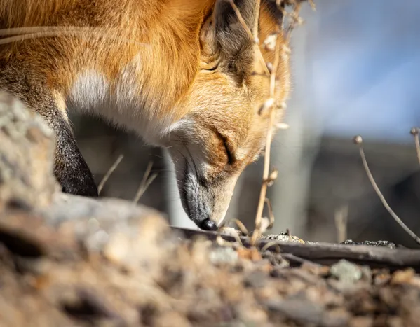 Sniffing Snout thumbnail