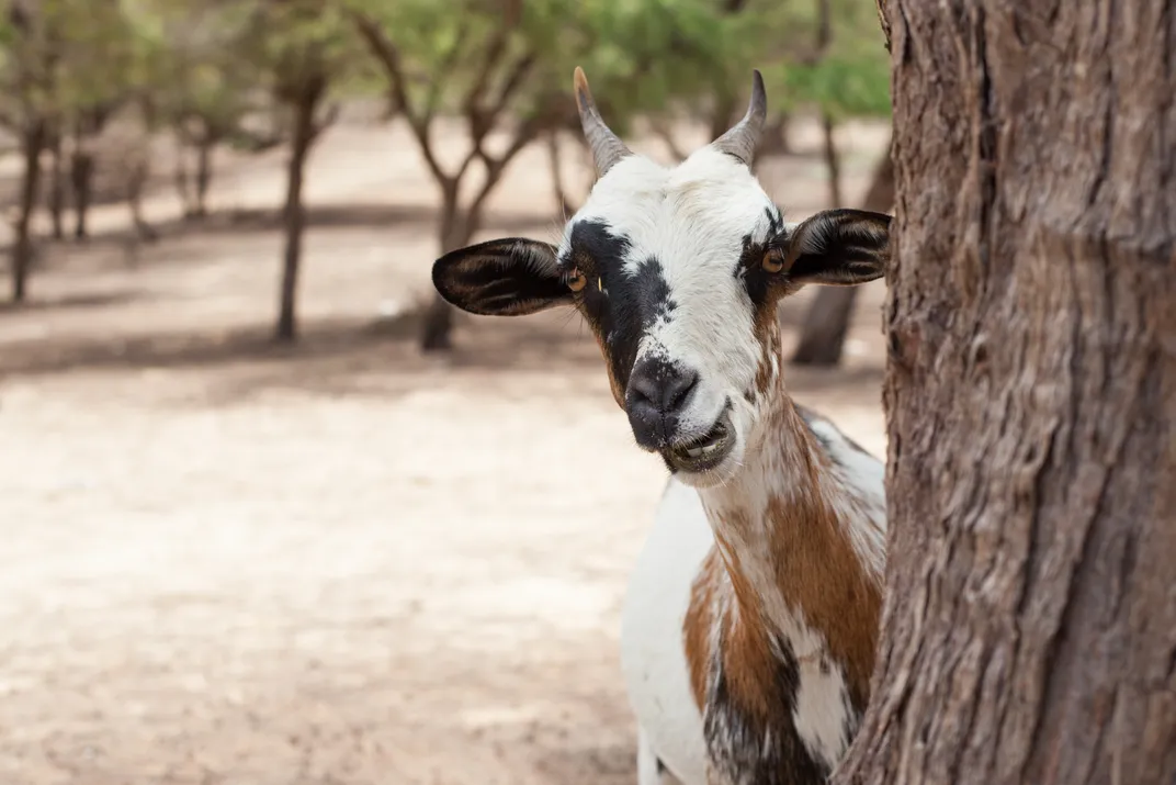 A goat peeks from behind a tree