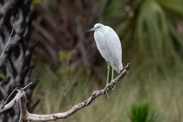 Reddish Egret Juvenile white Morph in Merritt Island WMR. thumbnail