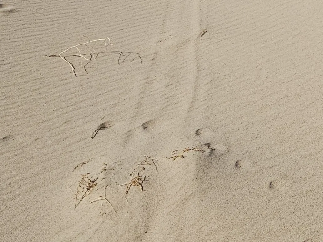 Vehicle tracks in sand with some vegetation poking out