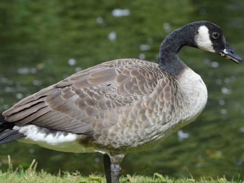 A proud  standing duck  at a beautiful park Smithsonian 