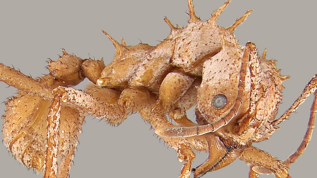 A high-resolution image of a leaf cutter ant's mineral coating covering its exoskeleton