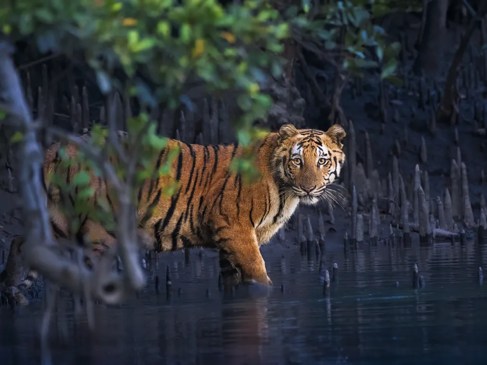 a Bengal tiger wades into water surrounded by the roots of mangrove trees and some greenery in the foreground, looking into the camera