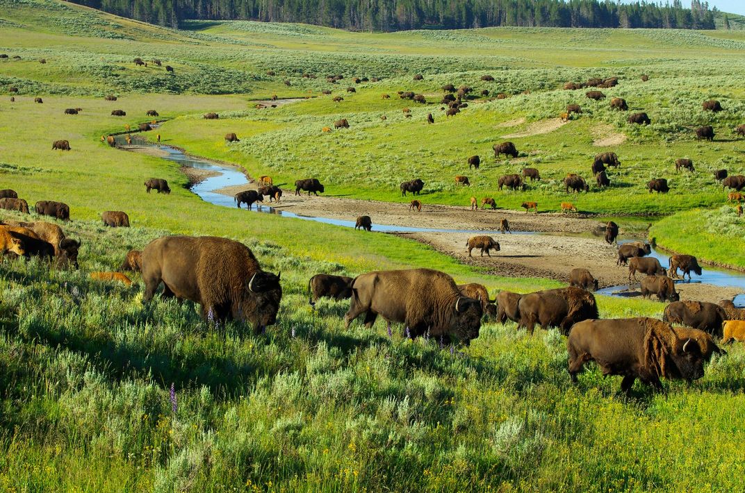 Bison in Hayden Valley, Yellowstone National Park