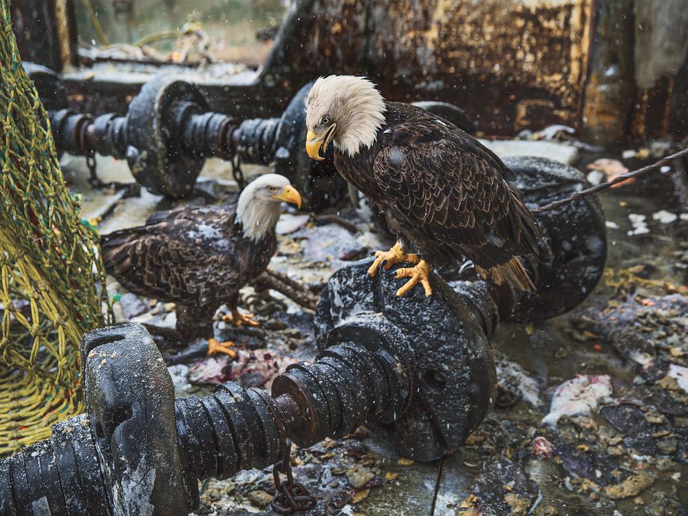 two bald eagles in Dutch Harbor, Alaska