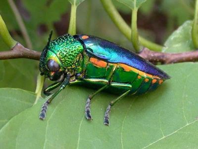 The mesmerizing rainbow sheen of jewel beetles Sternocera aequisignata might help camouflage them from predators.