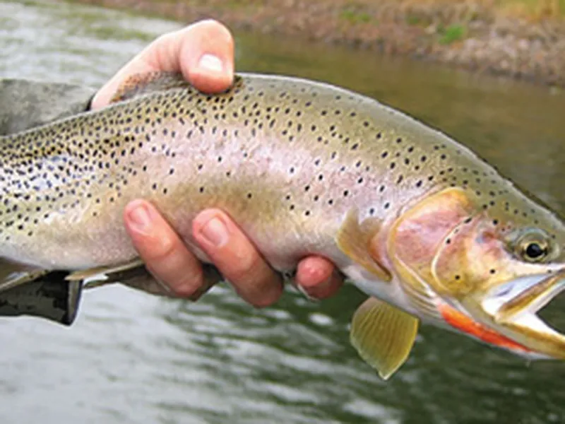 Award-Winning film - Welcome to the Mountains - Fly Fishing