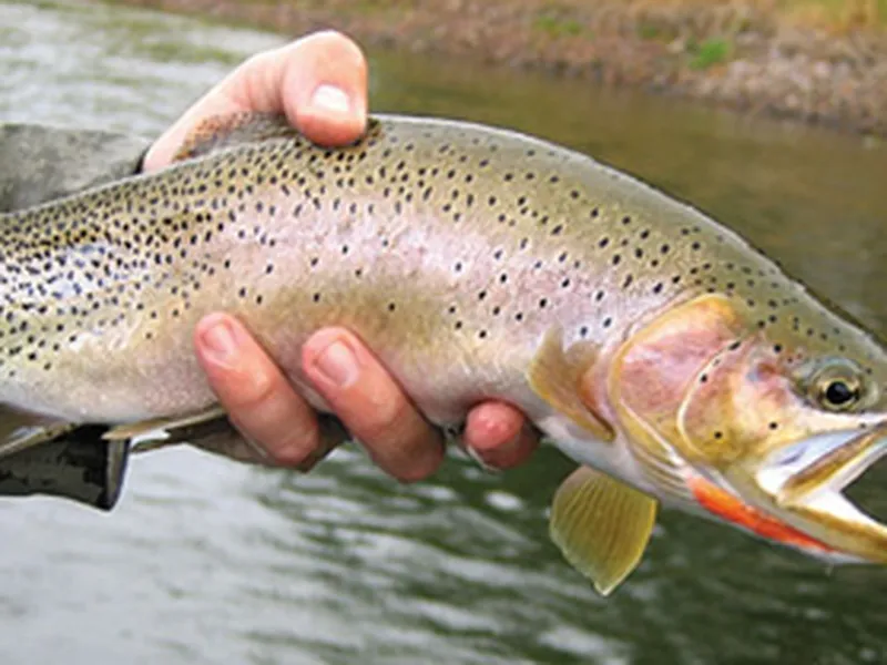 Benefits of Native Fish - Fish & Fishing (U.S. National Park Service)