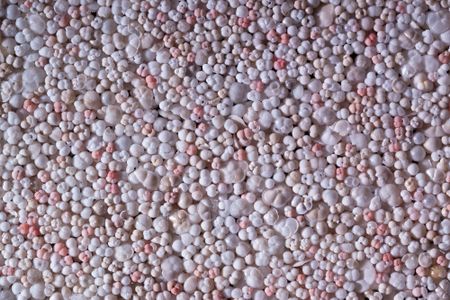 Planktonic foraminifera assemblage from Caribbean sediments that provide an accurate picture of the species community before human influence. Each shell is less than one millimeter in size. 
