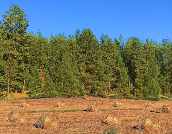 Pattern of Hay Bales in an Idaho Field thumbnail