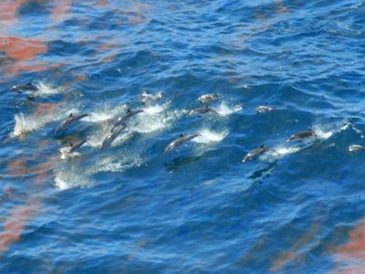 Shortly after the 2010 Deepwater Horizon spill, dolphins were observed swimming through an oil slick. Their exposure to petroleum fumes may have wrought serious consequences. 