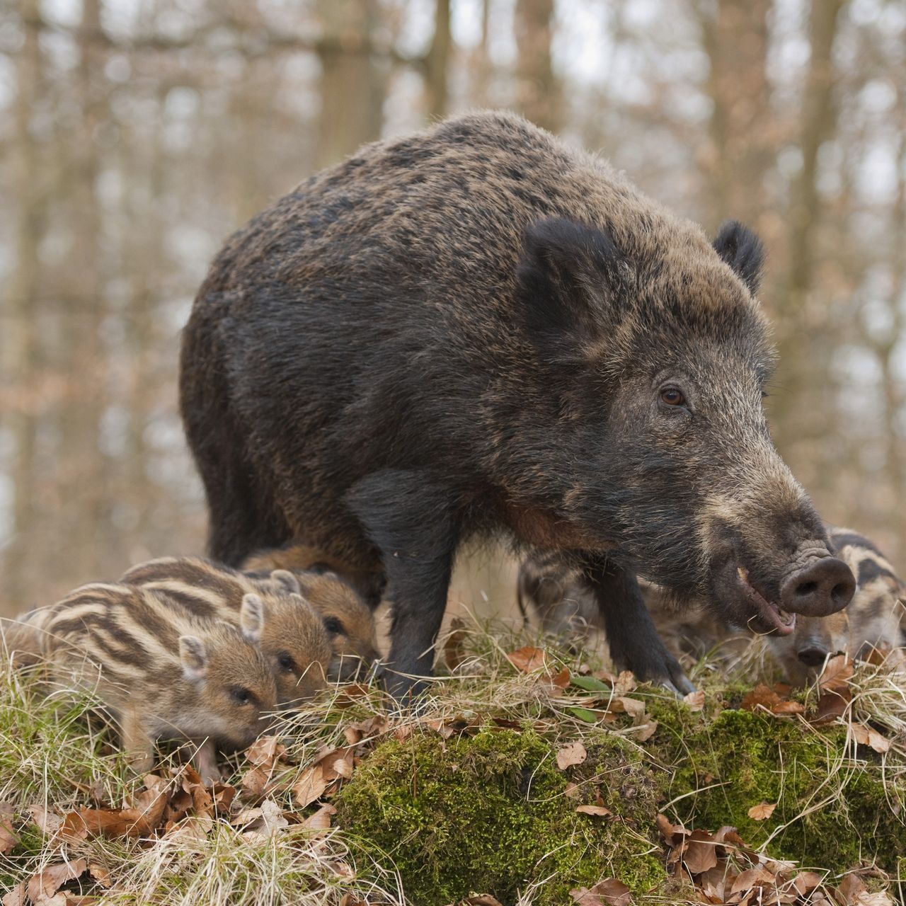 Chernobyl Boars