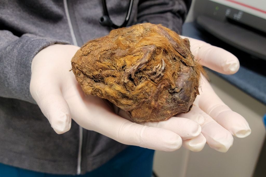 Pair of gloved hands holding a brown ball of furry material