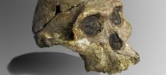 The Australopithecus africanus fossil, Mrs. Ples, was indeed female.