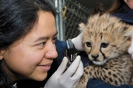 A veterinarian examines a cheetah cub at the Smithsonian Conservation Biology Institute.