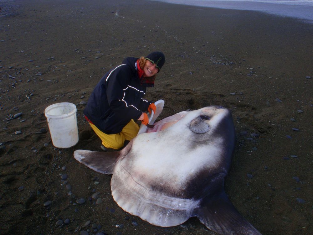 Look at the size of that sunfish