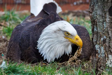 In 2023, Murphy was incubating a rock when an orphaned eaglet arrived at the sanctuary in need of some fatherly love and care.