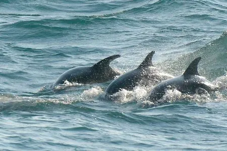 English dolphins gliding through their home turf