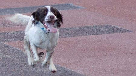 New apps and gizmos are helping pets out.