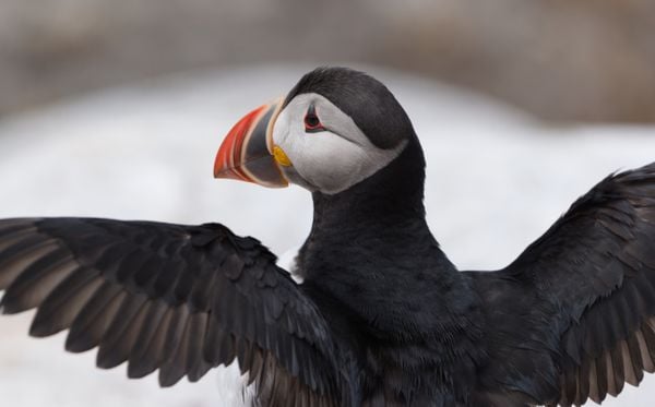 An Atlantic Puffin stretches its wings, wild and free thumbnail