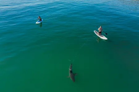 A shark swims near two paddle boarders off California&#39;s coast.