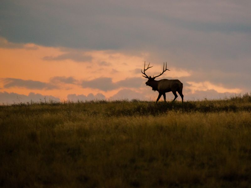 Elk at Sunrise | Smithsonian Photo Contest | Smithsonian Magazine