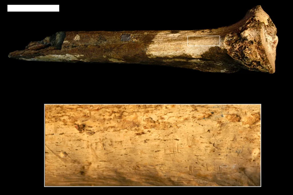 Shine Bone With Cut Marks