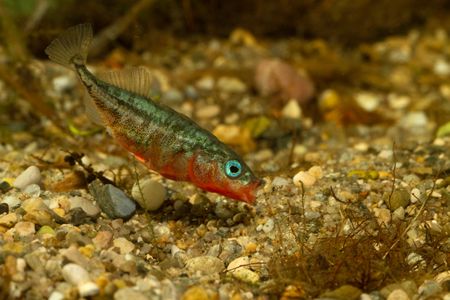 The three-spine stickleback usually forages and builds its nest near the lake bottom. But in Enos Lake, it appears to have merged with a related species that spends its time near the surface.