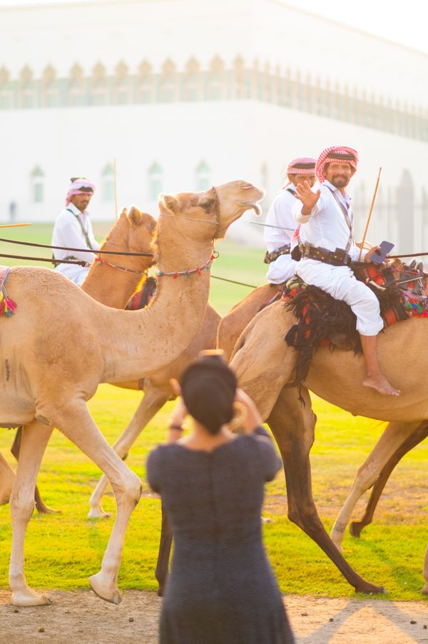 A tradicional camel parade in Doha, Qatar thumbnail