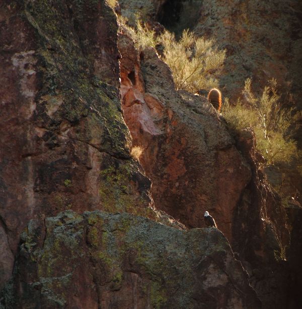 Bald Eagle thumbnail