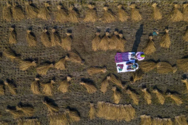 Praying in the paddy field thumbnail