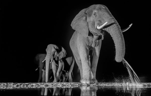 Elephants drinking thumbnail