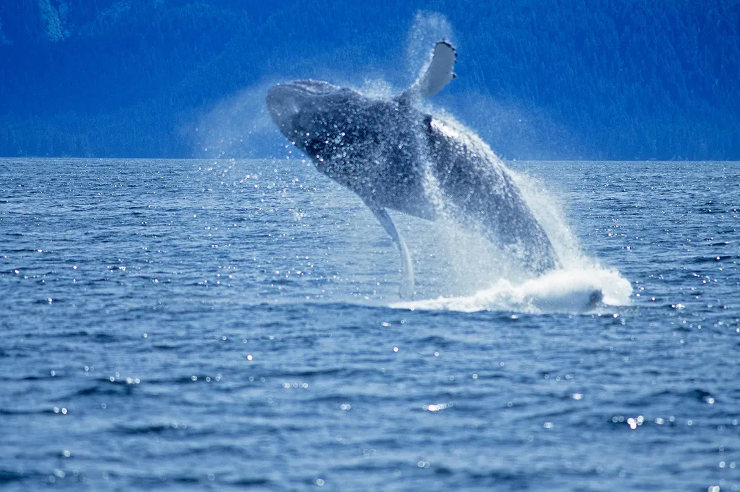 Breaching Humpback whale