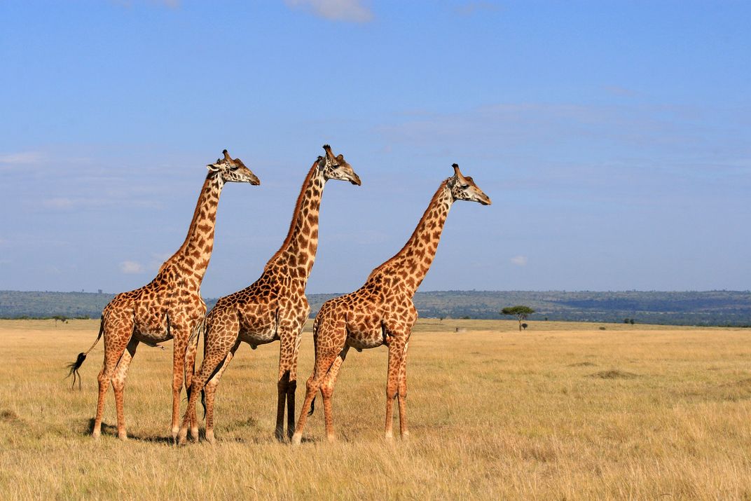 Giraffes on the savanna