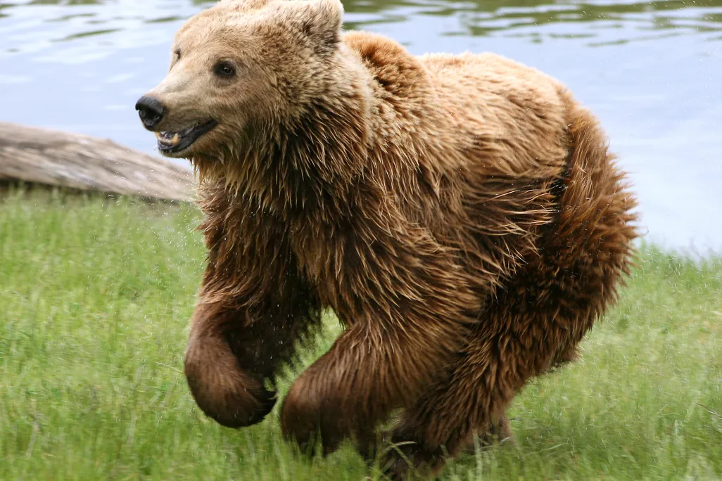 A brown bear running through some green grass next to water