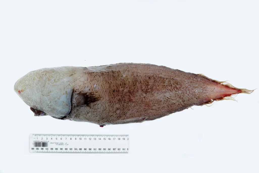 Faceless Fish
