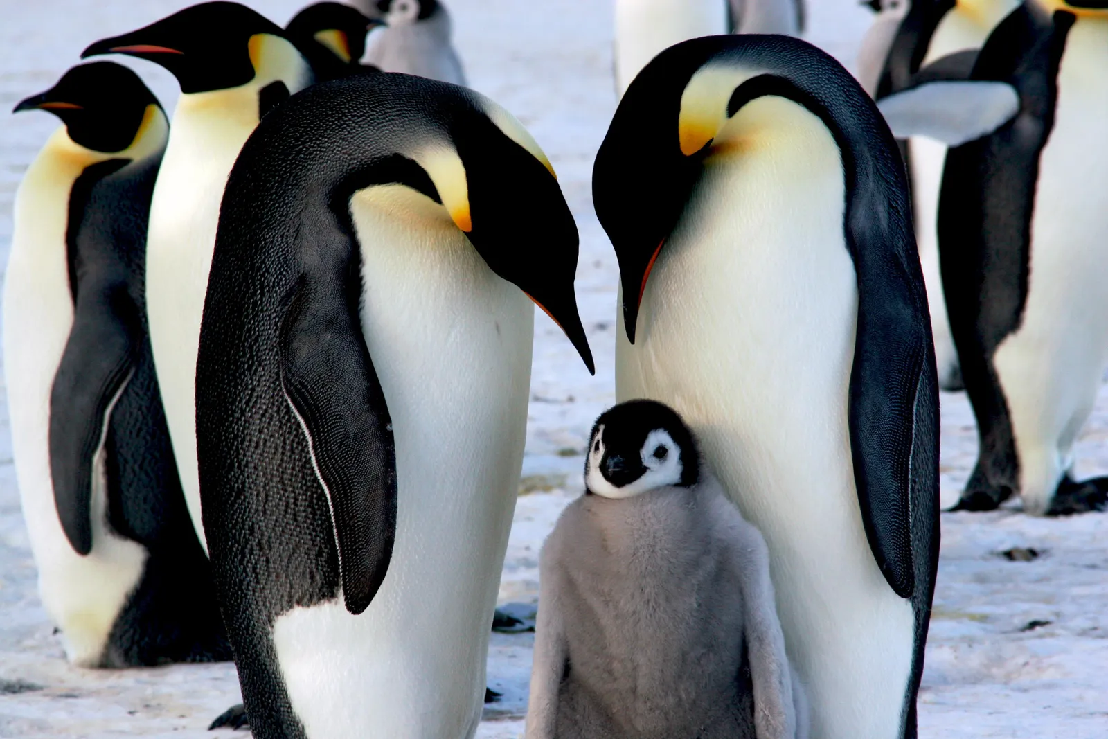 One of Antarctica's Largest Emperor Penguin Colonies Has Suffered Three  Years of 'Catastrophic' Breeding Failures | Smart News | Smithsonian  Magazine