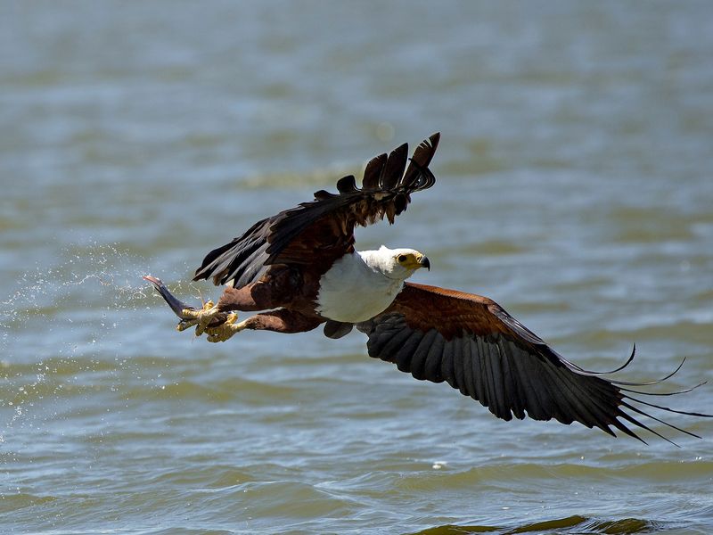 fish eagle with catch | Smithsonian Photo Contest | Smithsonian Magazine